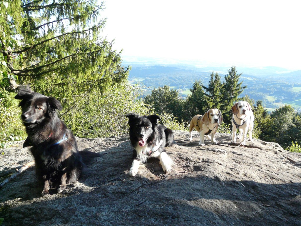 Urlaub mit Hund in Bayern, Bayerischer Wald EdbergHof